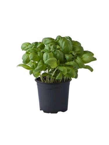 Basilico genovese "Ocimum...