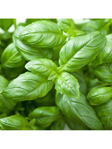 Basilico genovese "Ocimum...