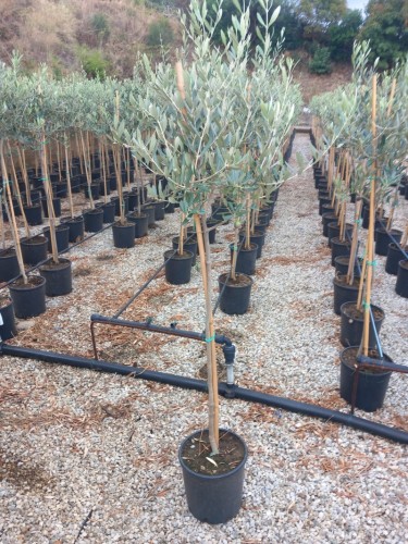 Ulivo Olivo Leccino "Olea...