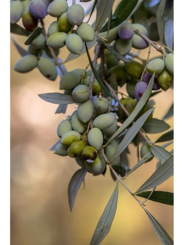 Ulivo Olivo Leccino "Olea...