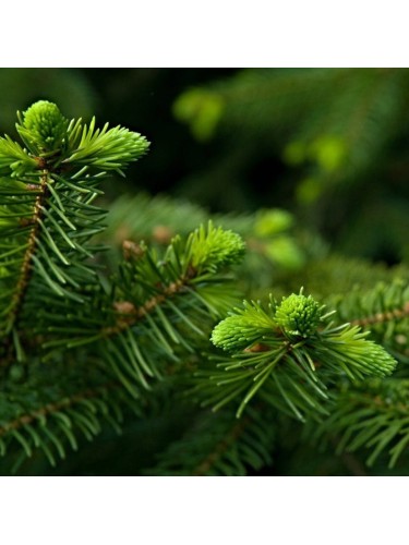 Abete rosso "Picea abies"...