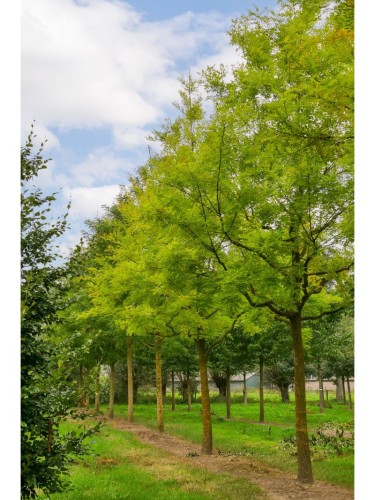 Acacia del Giappone...