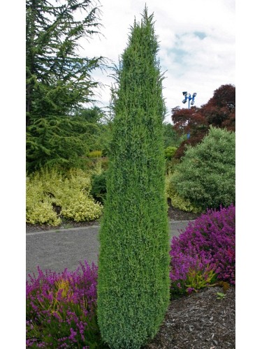 Ginepro Comune "Juniperus...