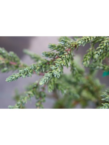 Ginepro Comune "Juniperus...