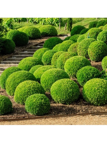 Bosso comune "Buxus...