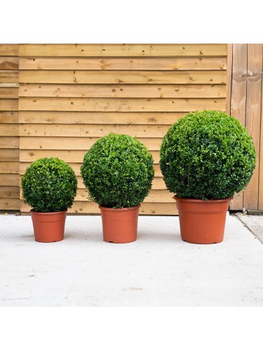 Bosso comune "Buxus...