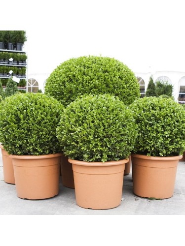 Bosso comune "Buxus...