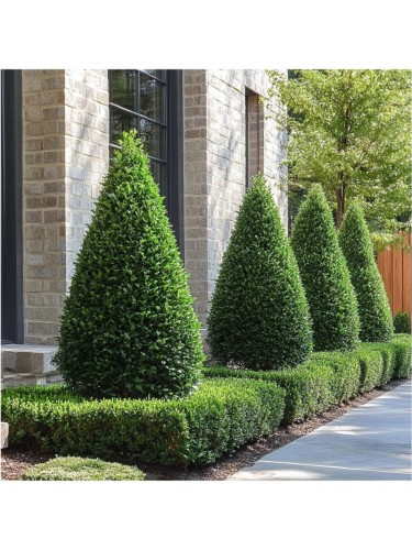 Bosso comune "Buxus...