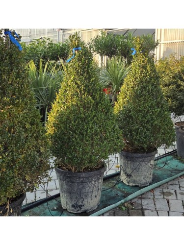 Bosso comune "Buxus...