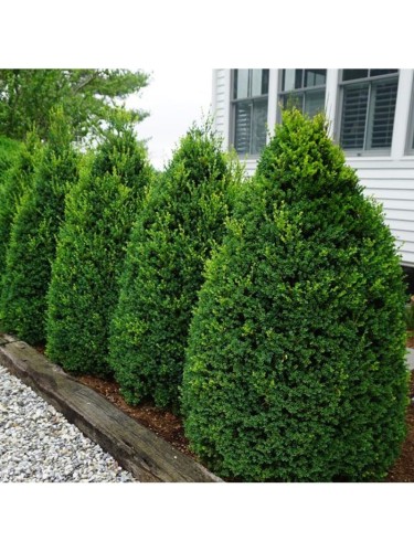 Bosso comune "Buxus...