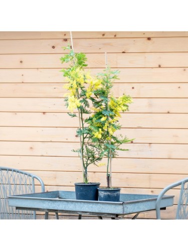 Mimosa "Acacia dealbata"...