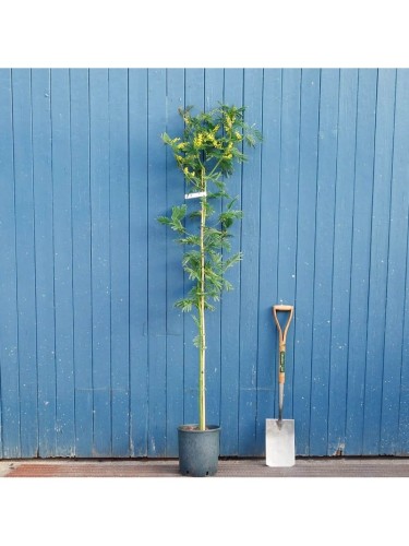 Mimosa "Acacia dealbata"...