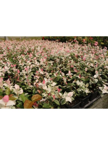 Gelsomino Tricolor...