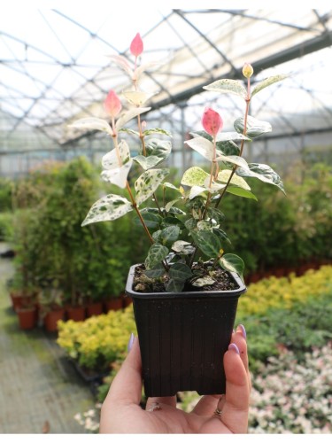 Gelsomino Tricolor...