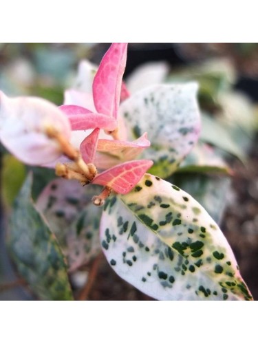 Gelsomino Tricolor...