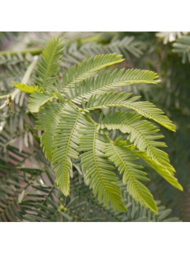 Mimosa "Acacia dealbata"...