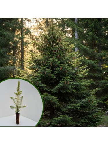 Abete rosso "Picea abies"...