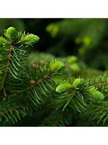 Abete rosso "Picea abies"...