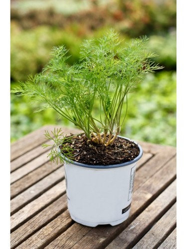 Aneto "Anethum graveolens"...