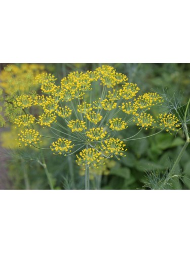 Aneto "Anethum graveolens"...