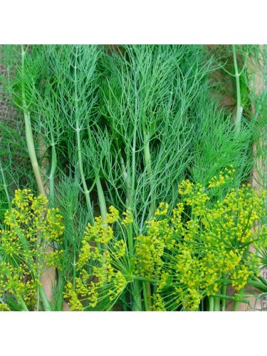 Aneto "Anethum graveolens"...