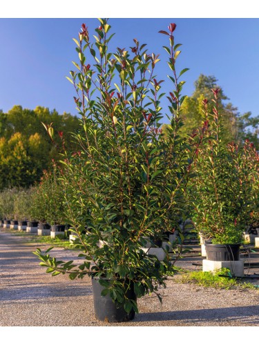 Fotinia "Photinia x fraseri...
