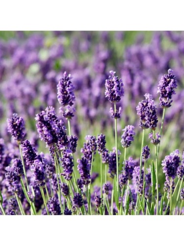 Lavanda "Lavandula...
