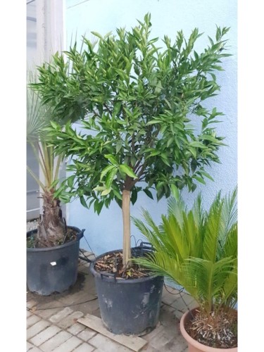 Mandarino clementino...