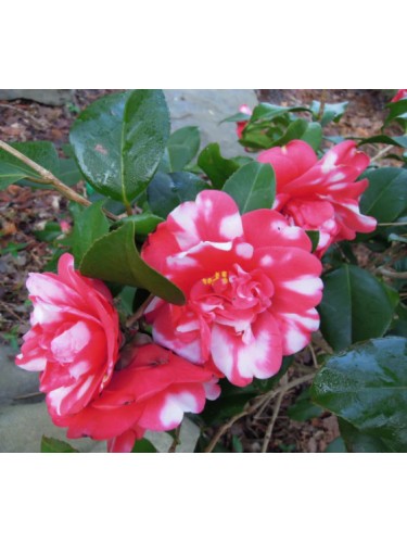 Camelia rossa screziata...