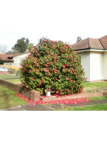 Camelia rossa screziata...