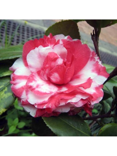 Camelia rossa screziata...