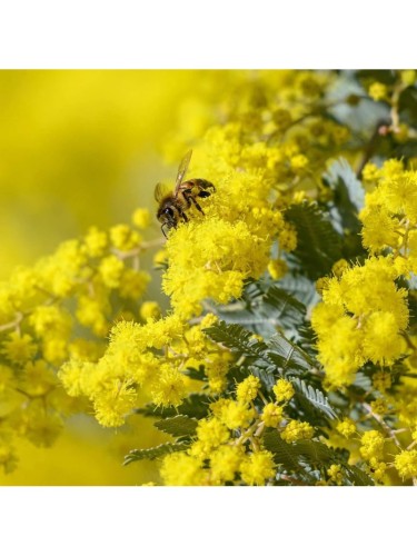 Mimosa "Acacia dealbata"...