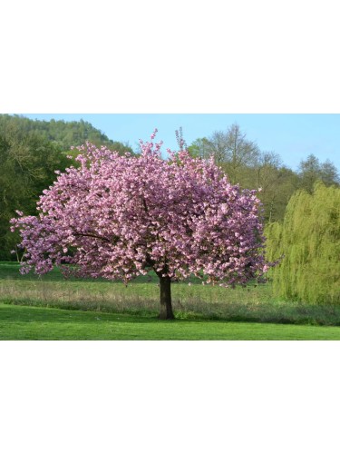 Magnolia giapponese ad...