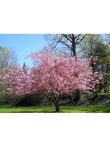 Magnolia giapponese ad...