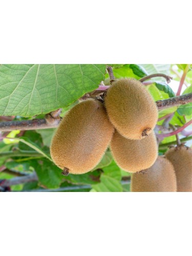 Piante da frutta innestata...