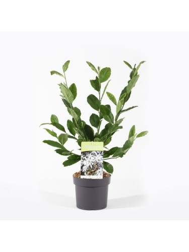 Magnolia giapponese...