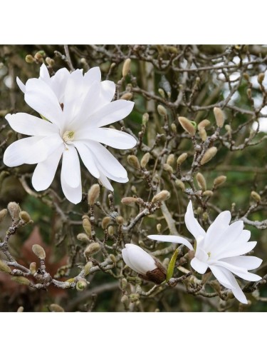 Magnolia giapponese...