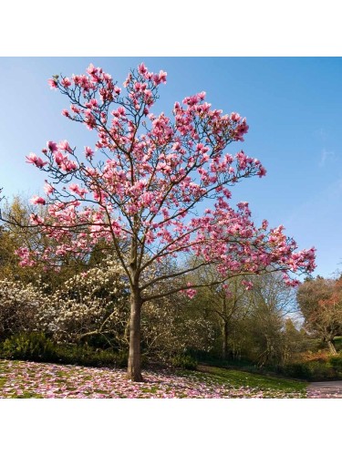Magnolia giapponese...