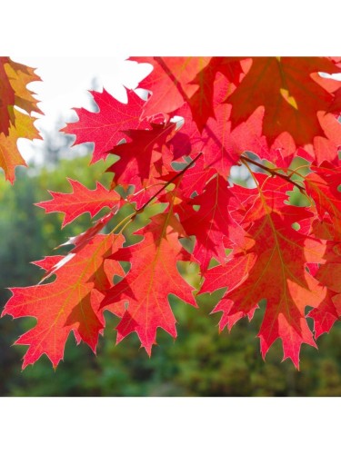 Quercia rossa americana...
