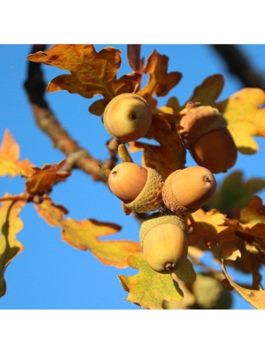 Quercia rossa americana...