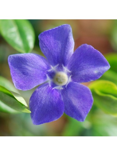 Pervinca "Vinca Major"...