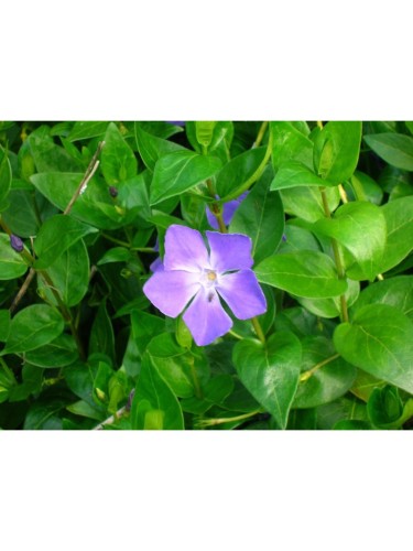 Pervinca "Vinca Major"...