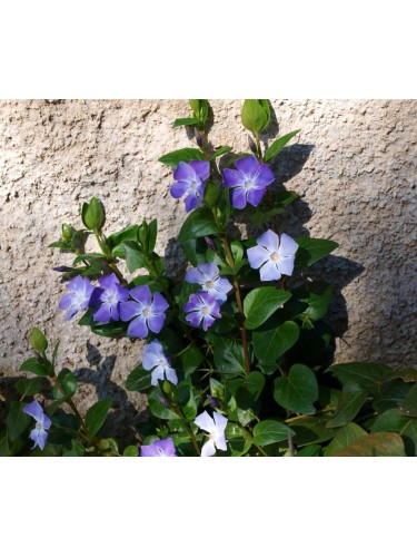 Pervinca "Vinca Major"...