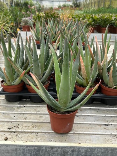 Aloe vera pianta officinale...