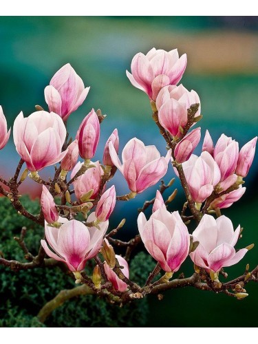 Magnolia giapponese...