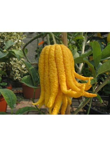 Limone "Mano di Buddha"...