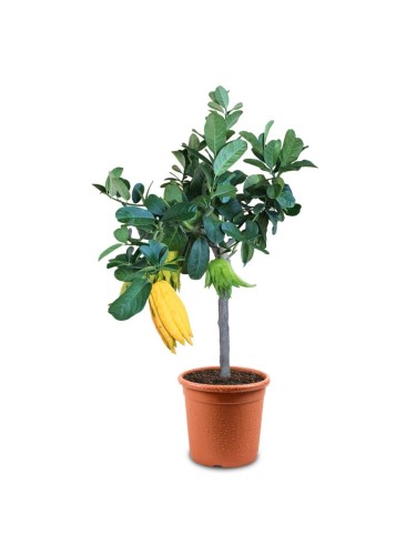 Limone "Mano di Buddha"...