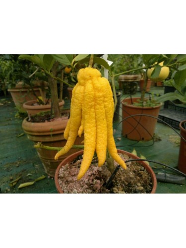 Limone "Mano di Buddha"...