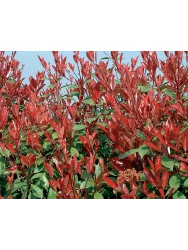 Photinia x Fraseri Red...