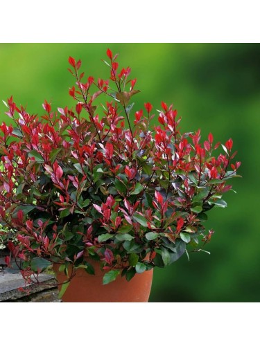 Photinia x fraseri "Little...